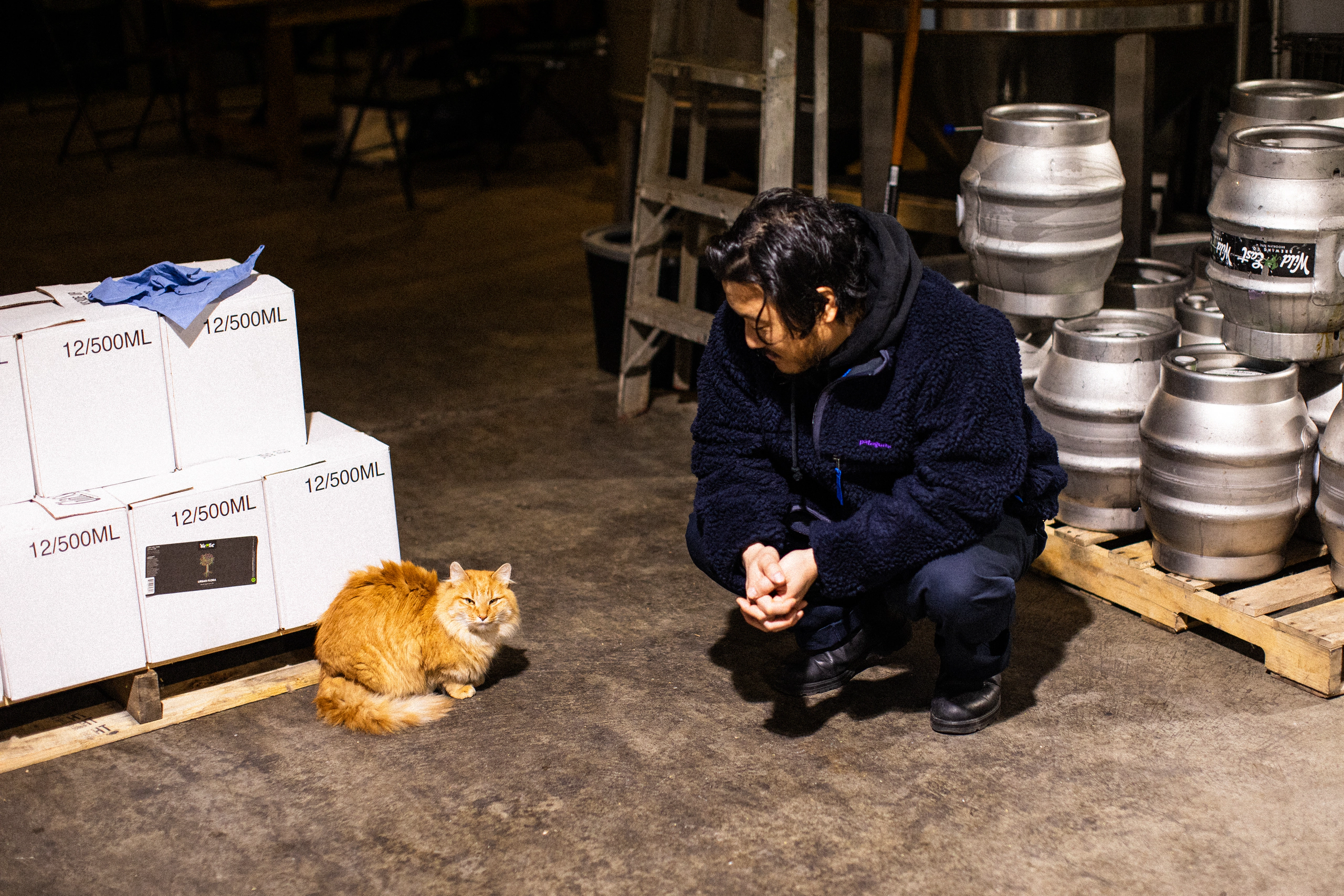 A quiet moment with a brewery cat among the kegs