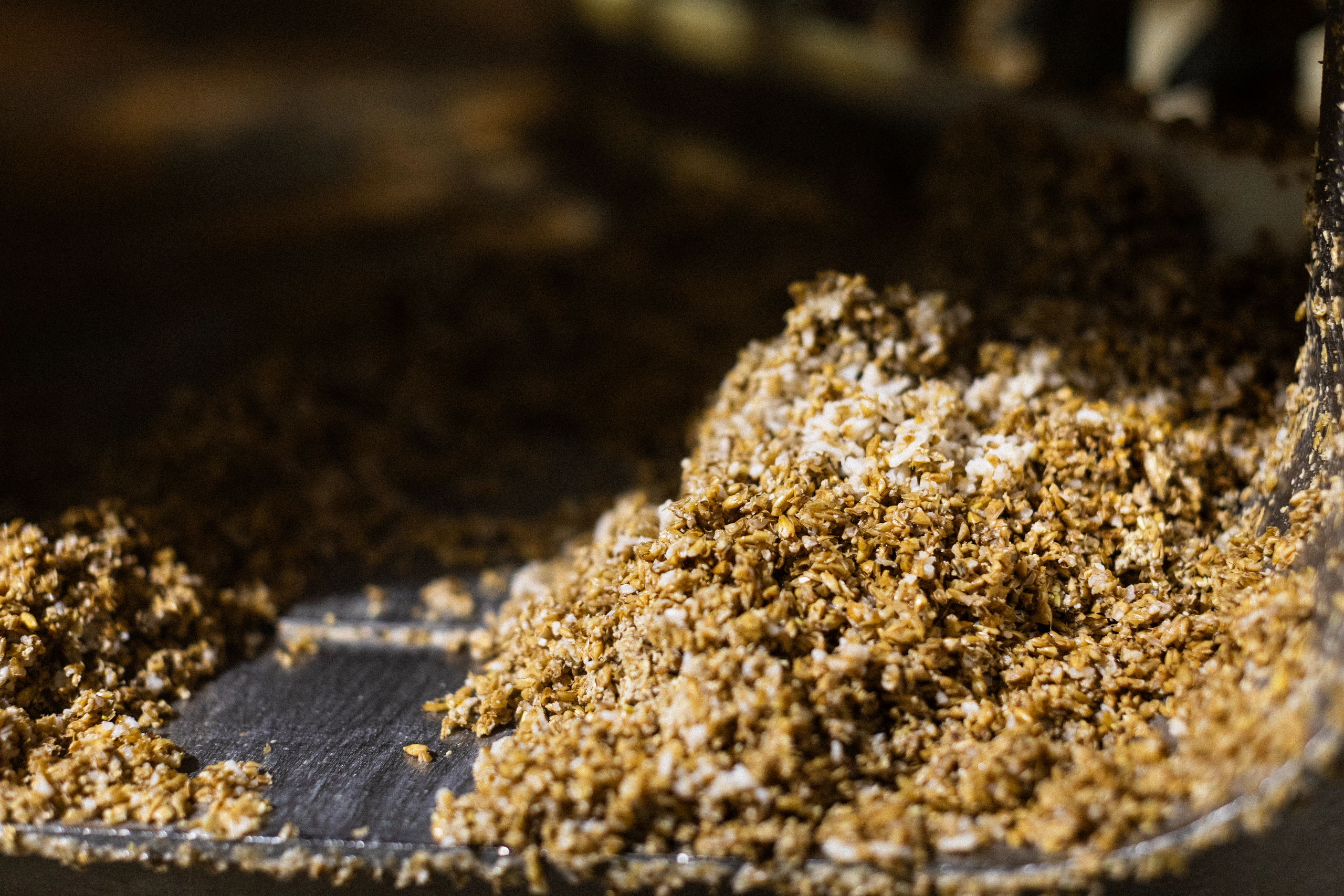 Fresh grain during the brewing process